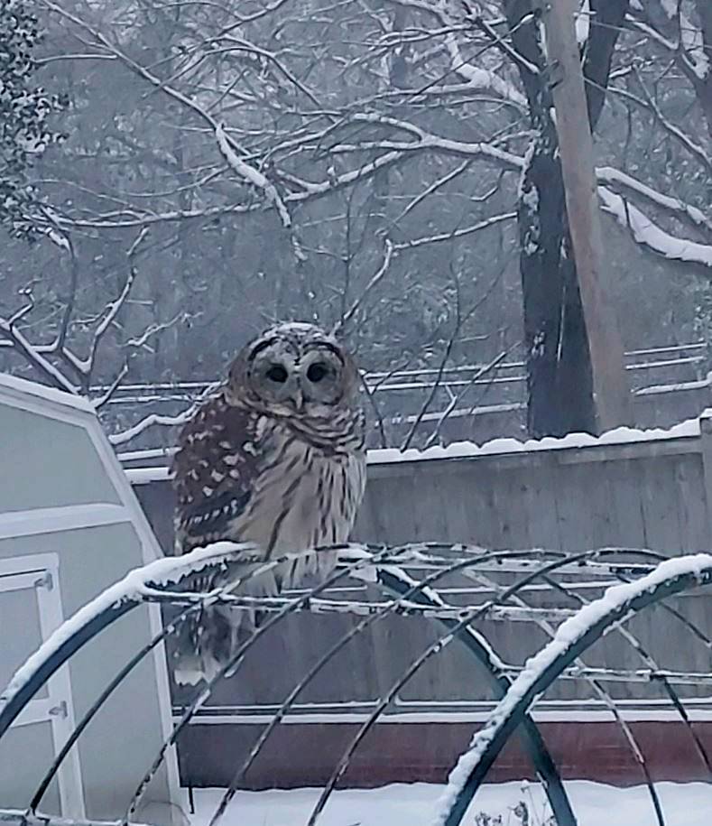 Owl in a snowy East Memphis backyard. Neighbors say this owl is a regular visitor and they call him Mortimer. 
(courtesy Bob Ott)
wreg.com/weather/weathe…