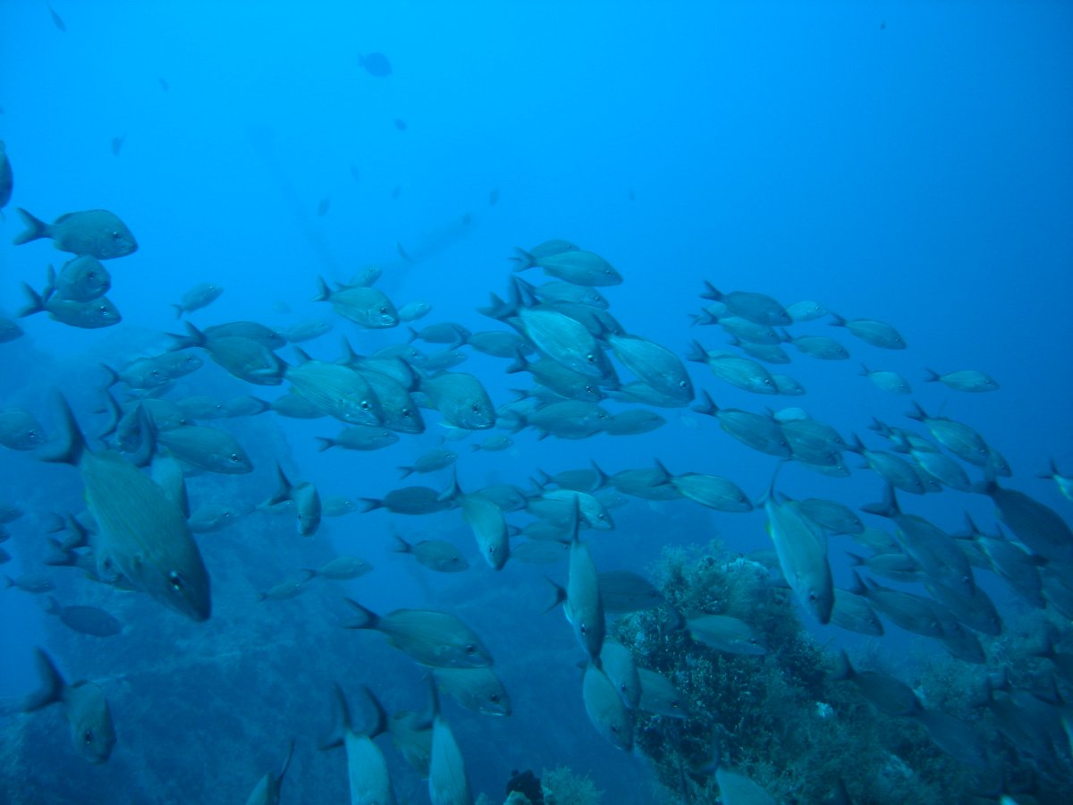 CyanaTB_Oficial's tweet photo. Buenos días, bienvenidos a un martes lleno de vida marina.
Foto Cyana Todo Buceo
#Buceo #pecio #arrecife artificial #peces #vidamarina #aventura #GolfodeMéxico https://t.co/UqUh9gQJVe