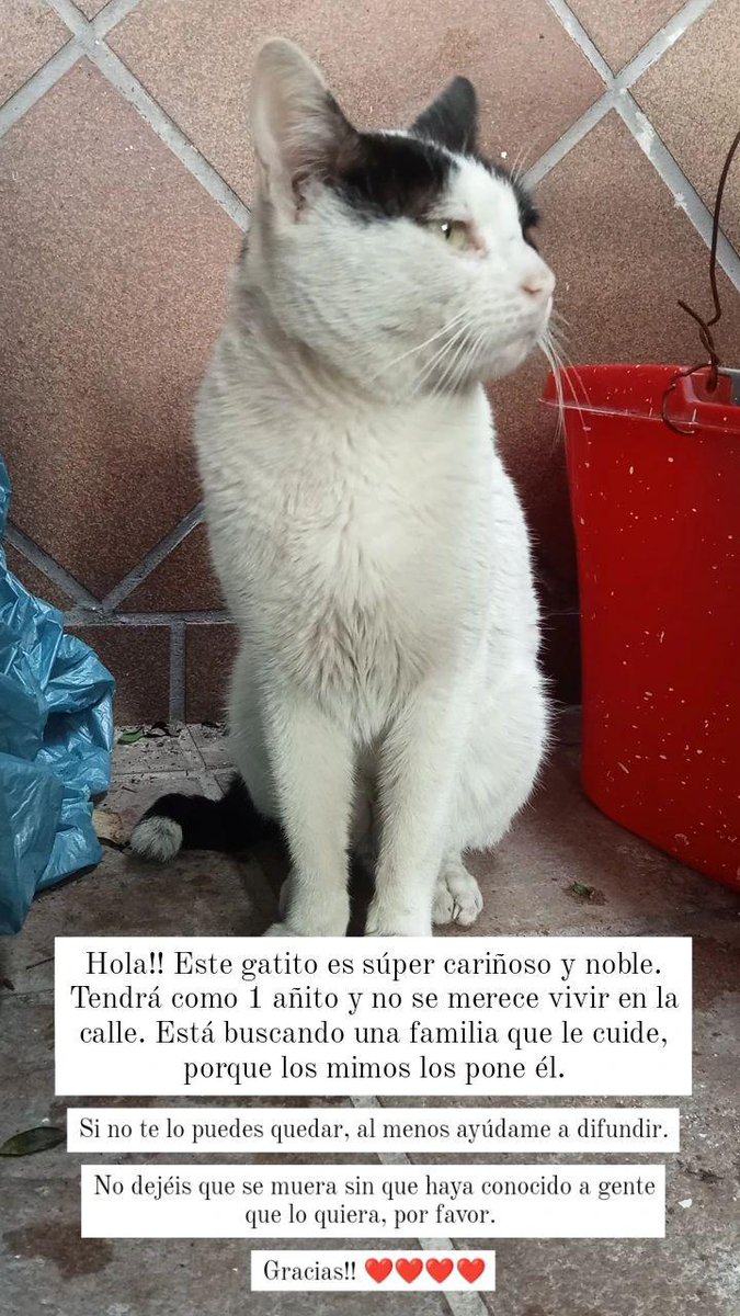 teresxvg's tweet image. Porfaa aunque no sea un bebé necesita una casa 😭😭😭

Está en Jerez de la Frontera