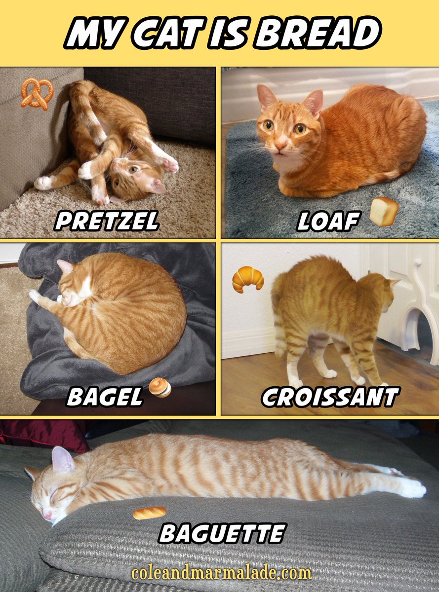 Pretzels are my fav! 🥨

#CatBread #CatLoaf #NationalBagelDay #Bread #CatsOfTwitter