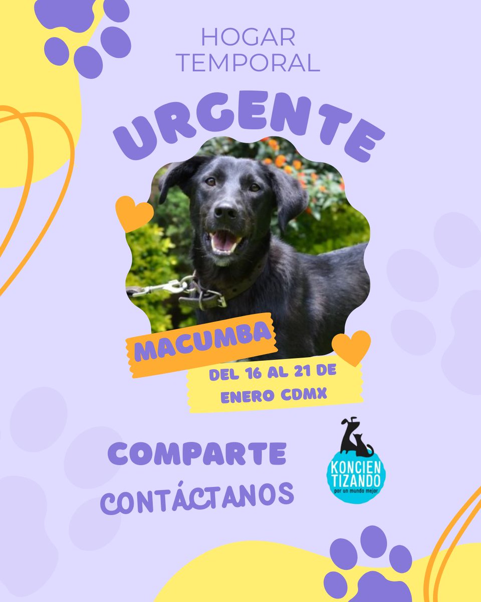 Nos urge un #hogartemporal para Macumba, a partir de mañana al domingo (16 al 21 de enero), ¿quién nos ayuda a recibirla en lo que la llevamos a pensión? #CDMX #adopta
Info por mensaje o aquí mismo