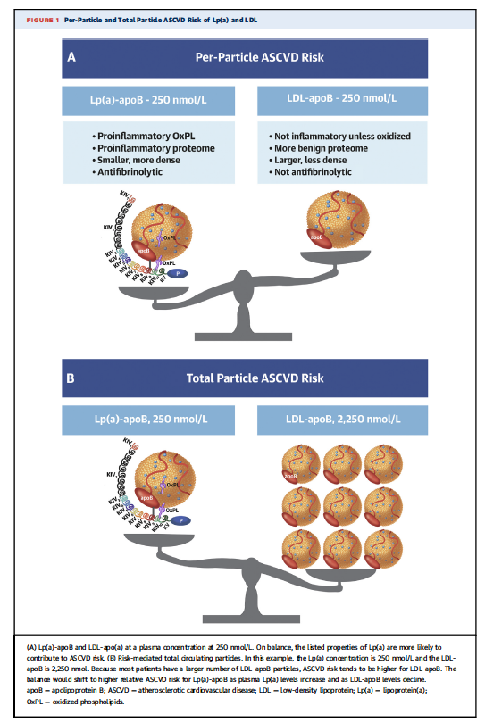 Two new articles came out in <a href="/JACCJournals/">JACC Journals</a> today: Each suggested Lp(a) is ~6x more atherogenic than LDL-C when evaluated per apoB. Vera Bittner and I provide commentary how to put this in clinical context with atherogenicity vs # of particles. jacc.org/doi/10.1016/j.…