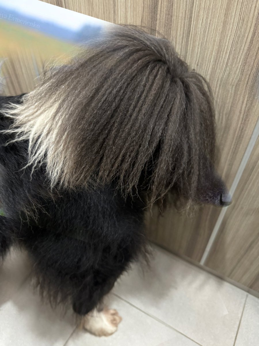 clase de raza de este perro ?