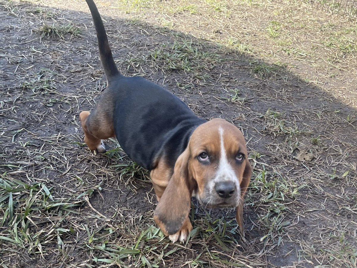 #brbh #blueridgebassets #blueridgebassethounds #puppies #puppylove # ...