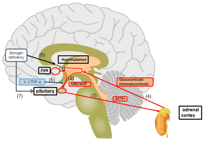 carlos_arnaud's tweet photo. Excelente revisión actualizada sobre
#Depresión y #Menopausia
Desde lo
#Hormonal
#Inflamatorio
#EstrésOxidativo
#Neurobiológico
20% de las mujeres tendrán algún episodio de #Depresión a lo largo de su vida
#Menopausia factor de riesgo p/ #Depresión
https://t.co/LBhklj4RFI https://t.co/DEjUTOQgiO