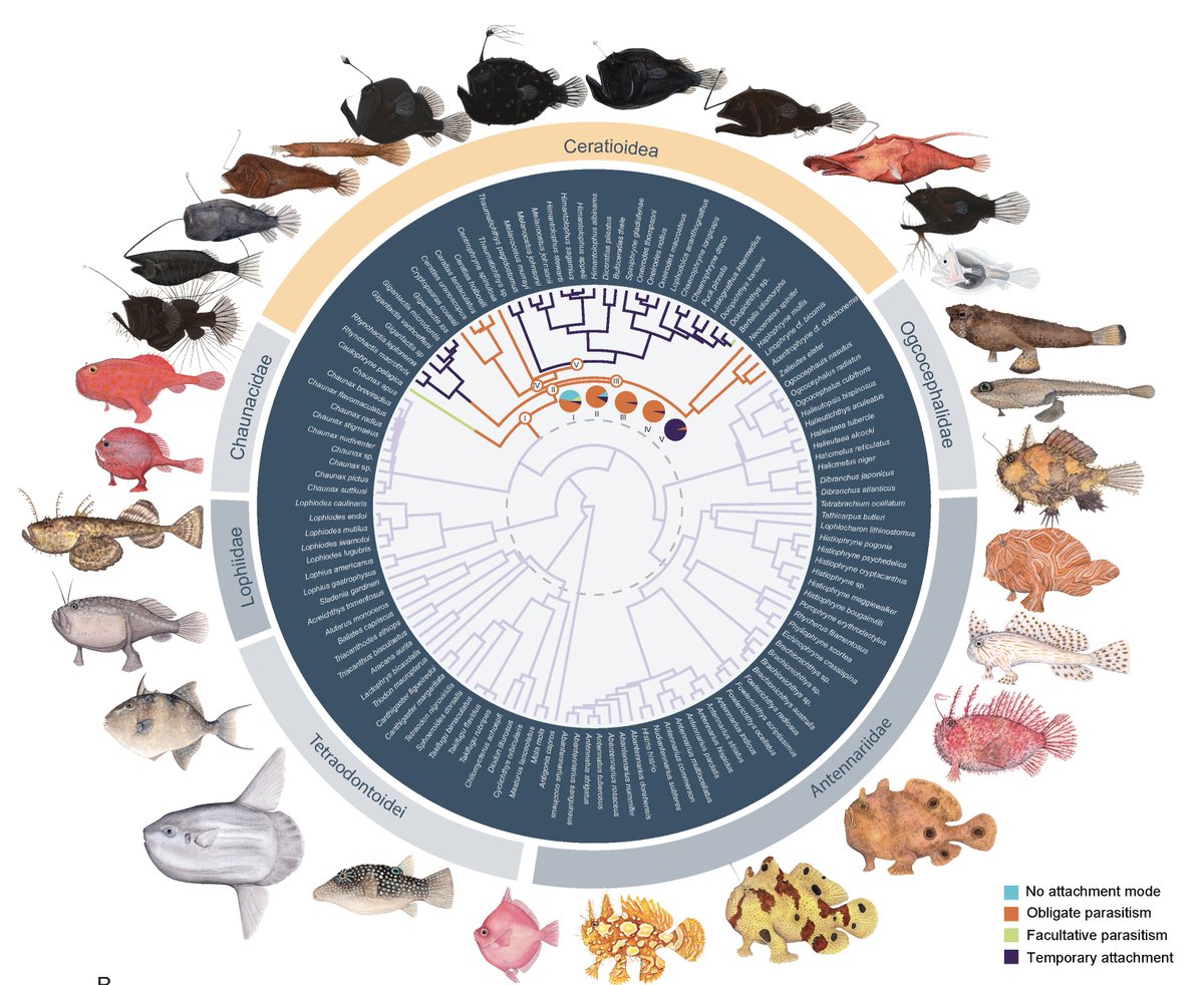 1/14 🚨🚨 New preprint! Very excited to share our new study on the evolution of sexual parasitism and the invasion of the deep sea by anglerfishes! biorxiv.org/content/10.110… #biology #evolution #teamfish