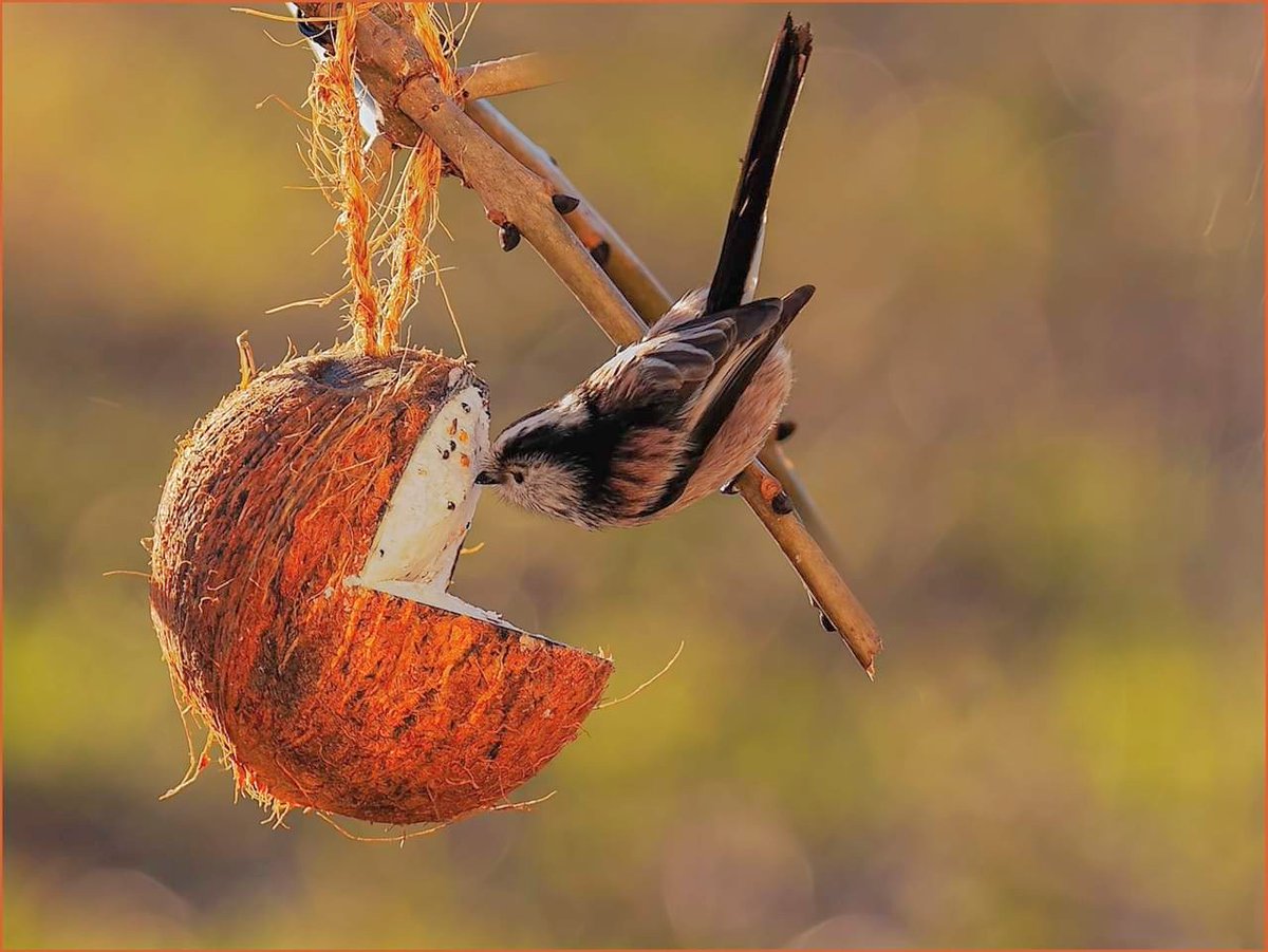 #longtailedtit