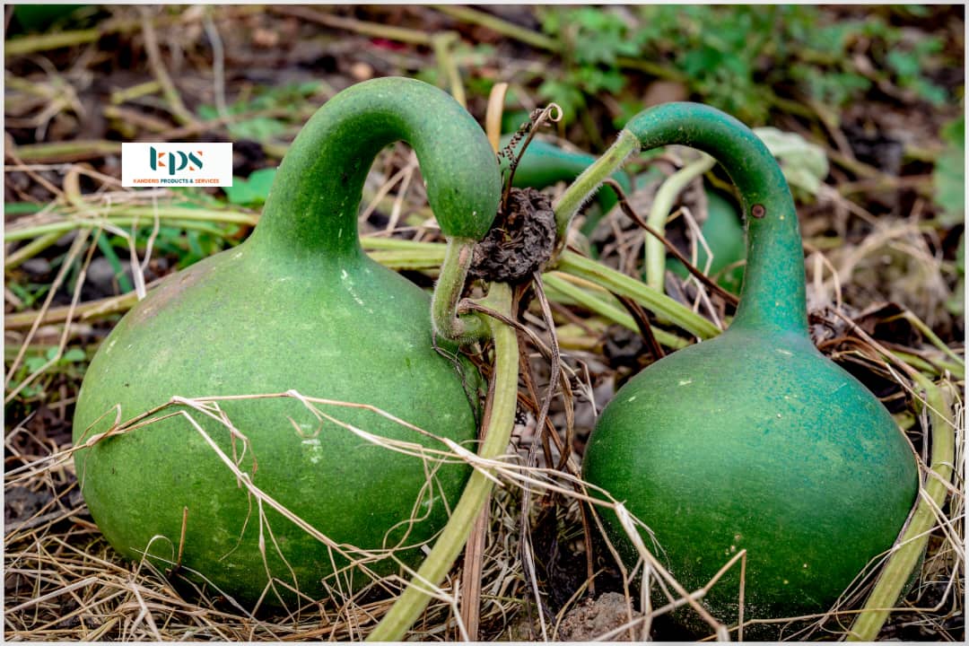 Krockdeco's tweet photo. Green is our choice.
We are so happy to start the new year with a new harvest of fresh gourds. Planted and harvested in Burundi!!!
Subscribe to our page and  Stay updated .New  exciting artistic projects on the way!!!!
#Burundi #sustainable #art#madeinburundi https://t.co/u4jfQ3fz4c