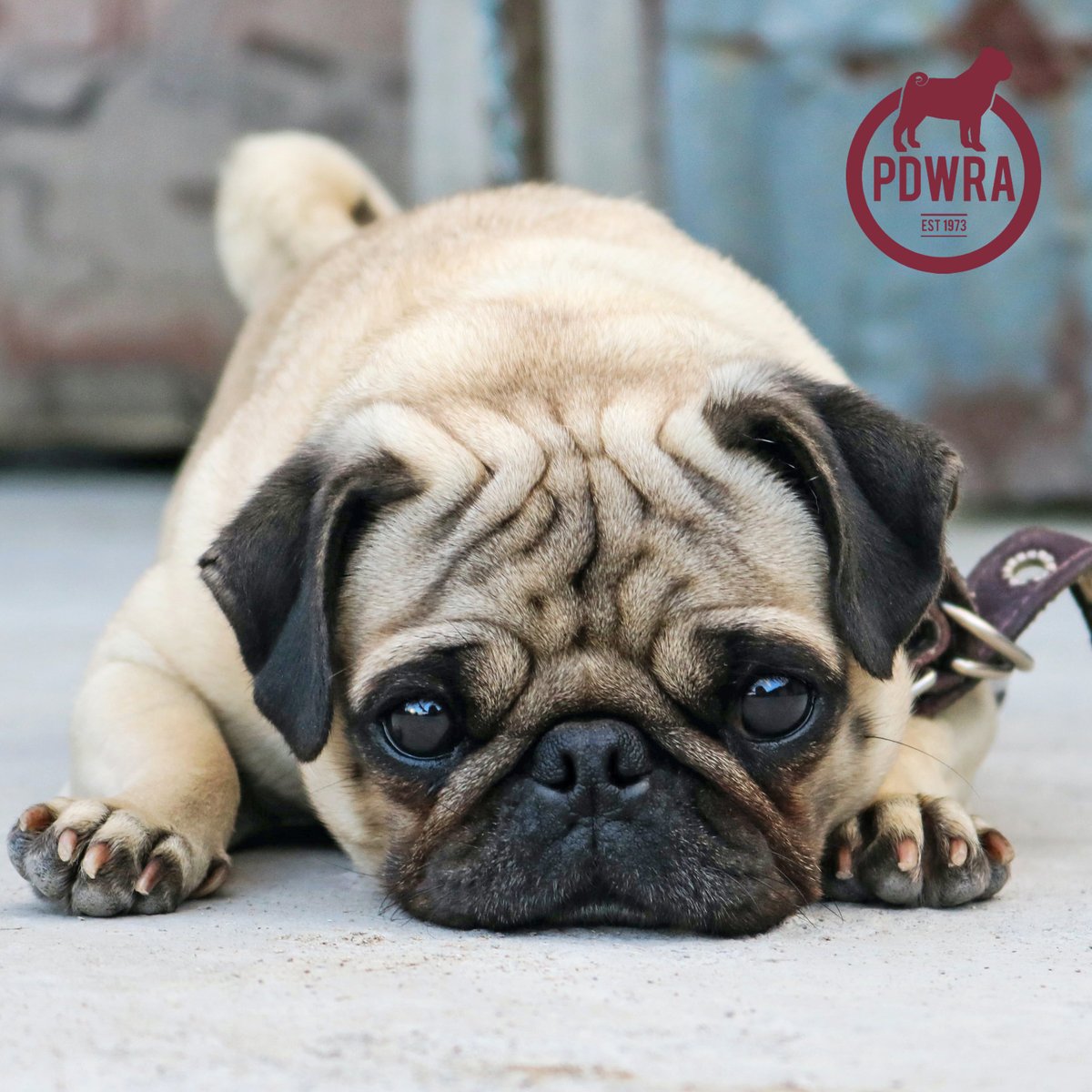 Could you become a Friend of Welfare? By becoming a Friend of Welfare you’ll be helping us to rescue and rehome the hundreds of pugs that are surrendered to us each year. To find out more click here – ecs.page.link/t4Jm4 #pdwra #pugcharity #pugrescue #friendsofwelfare #pugs