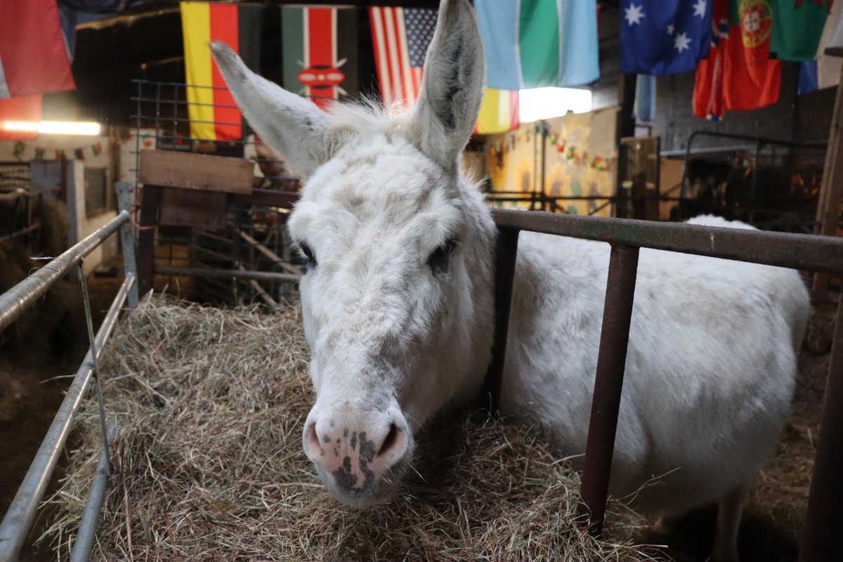 Farmily_buckets's tweet photo. No Monday blues at the farm, just lots of layers for the team and lots of hay for Eli to munch through.
#caenhillcc #elithedonkey #coldout #monday https://t.co/bwzzkfmeCF