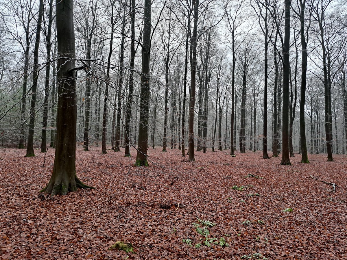 VDMinterim's tweet photo. @St_Pieterpad etappe 5 (Rolde - Schoonloo) en etappe 6 (Schoonloo - Sleen) gewandeld  door prachtig @ProvDrenthe. #pieterpad #wandelelen @wandelnet https://t.co/iT7f4J2qiL