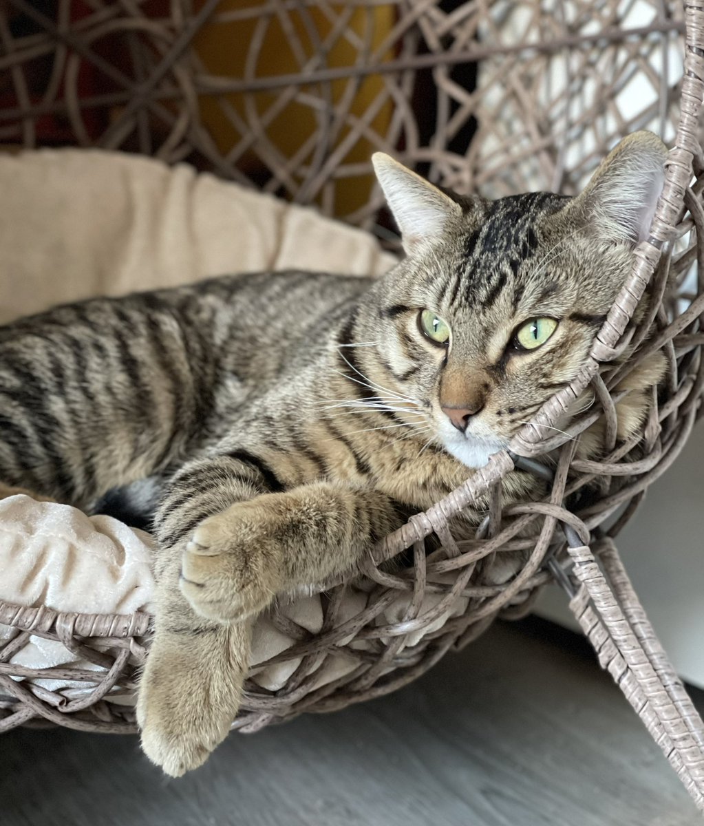 BellandaInParis's tweet image. Happy to have our little Mio to brighten our days🤍