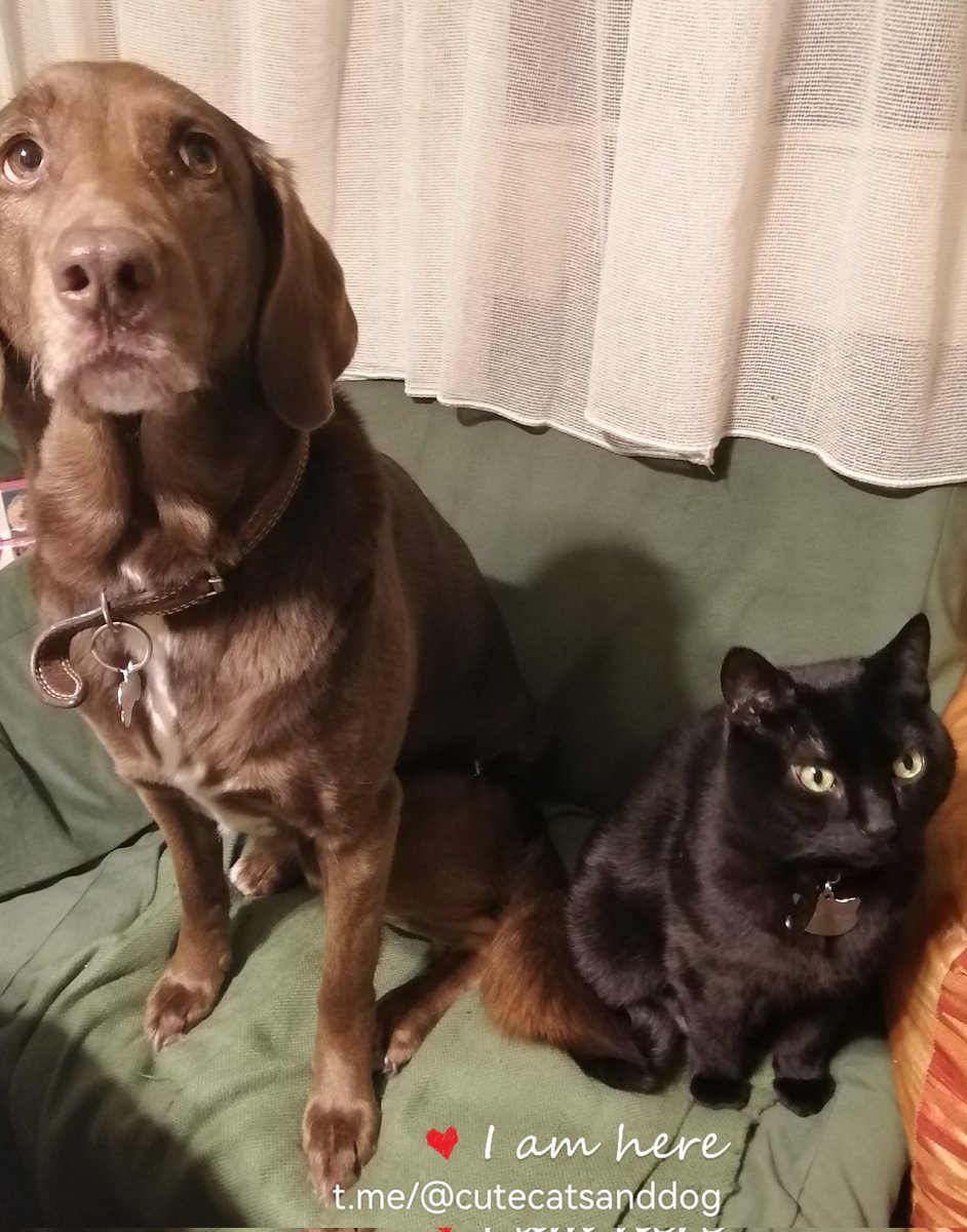 Always together. Jessie and Tim. youtube.com/@victoriaart99 T.me/cutecatsanddog Instagram.com/catsand1dog #CatsOfTwitter #catstagram #cats #dog #Animal #together #always #VictoriaDay #bestfriends #Bestseller #photography #TwitterNatureCommunity