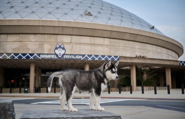 UConn6thBorough's tweet photo. Only one school has Men's and Women's Basketball teams inside the top 10 of the AP Poll https://t.co/v2KJAy82di