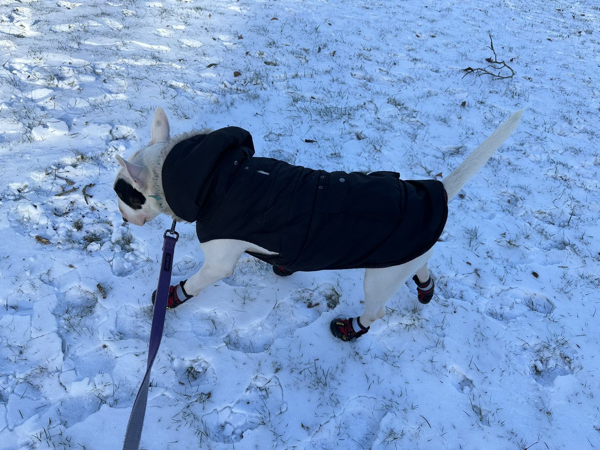ZeroIsaGoodBoy's tweet photo. It's been really icy here and it's too hard on my paws, so we're trying booties. I think I need a different size but it's better than nothing! 

Wore them like a champ (with many, many treats involved) https://t.co/xKo0zTkMCe