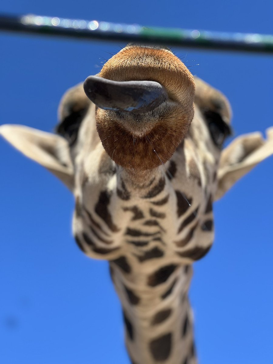 SalvemosABenito's tweet photo. Lo logramos amigos, ¡ya es oficial! 
El nuevo hogar de la jirafa Benito será @AfricamSafari en Puebla 🙌🦒

Aún no hay fecha para su traslado pero al menos ya sabemos a donde irá; aquí les seguiremos informando de todo en todo momento. Muchas gracias por estarnos apoyando, seguimos con su despedida y con los demás asuntos del parque  #SalvemosABenito 🫶