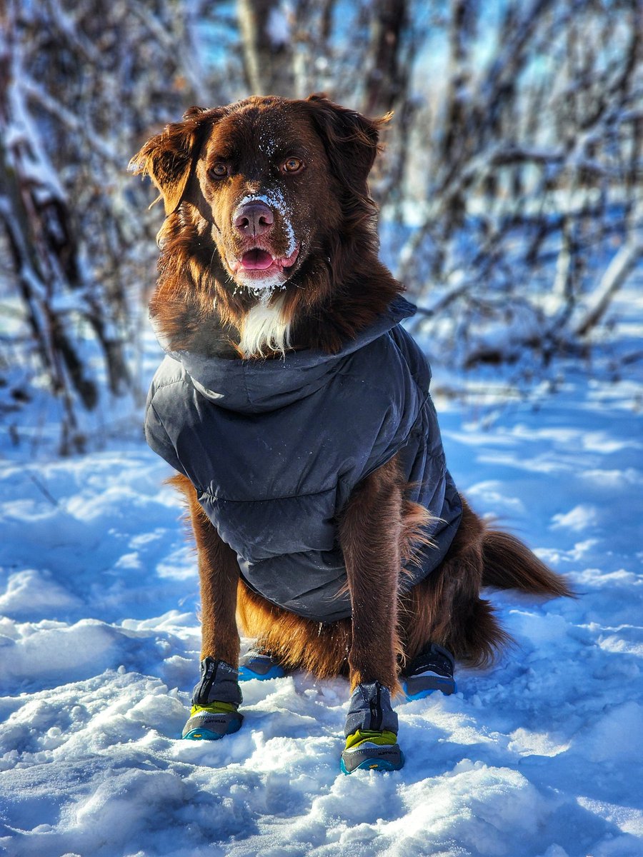 NikosStraub's tweet photo. Not bothered by the temps today. #Alberta #PolarVortex #yyc #snow #yycsnowpups https://t.co/J3heMxehD8