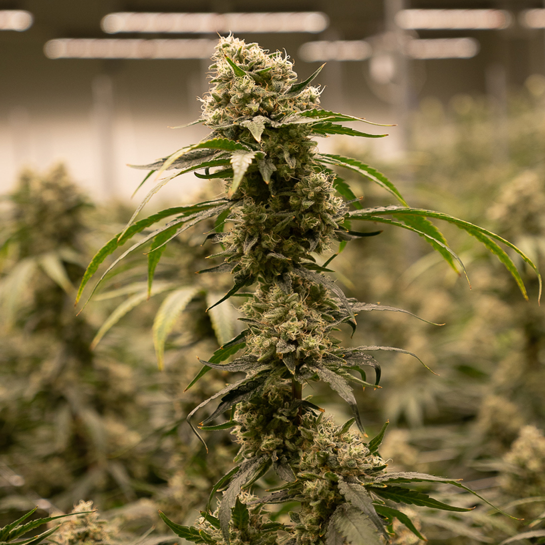 TSRgrow_'s tweet photo. When social media tries to dim your sparkle with a shadow ban, might as well light up the feed with some bud shots! ✨🌿
.
.
#tsrgrow #bestbuds #tsrleds #tsrgrown #ledgrown #ledgrowlights #ledgrowlights https://t.co/fW4W2lDlN2