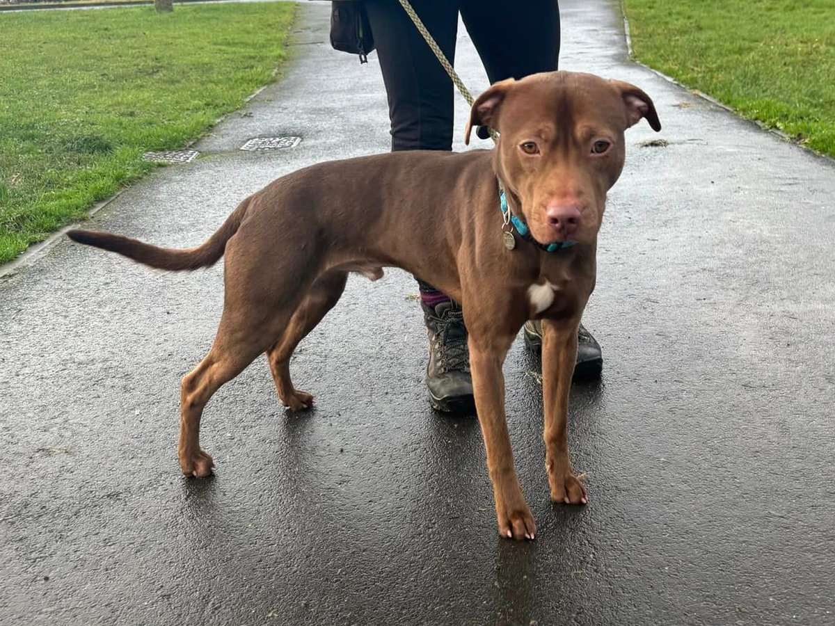 CHANCE is now ready and looking for his forever family 
This wonderful boy has been with the kennels since just before Christmas  They believe him to be around 12 months but can’t be sure
#Immingham #Hull #Lincolnshire #Cleethorpes #EastRiding
