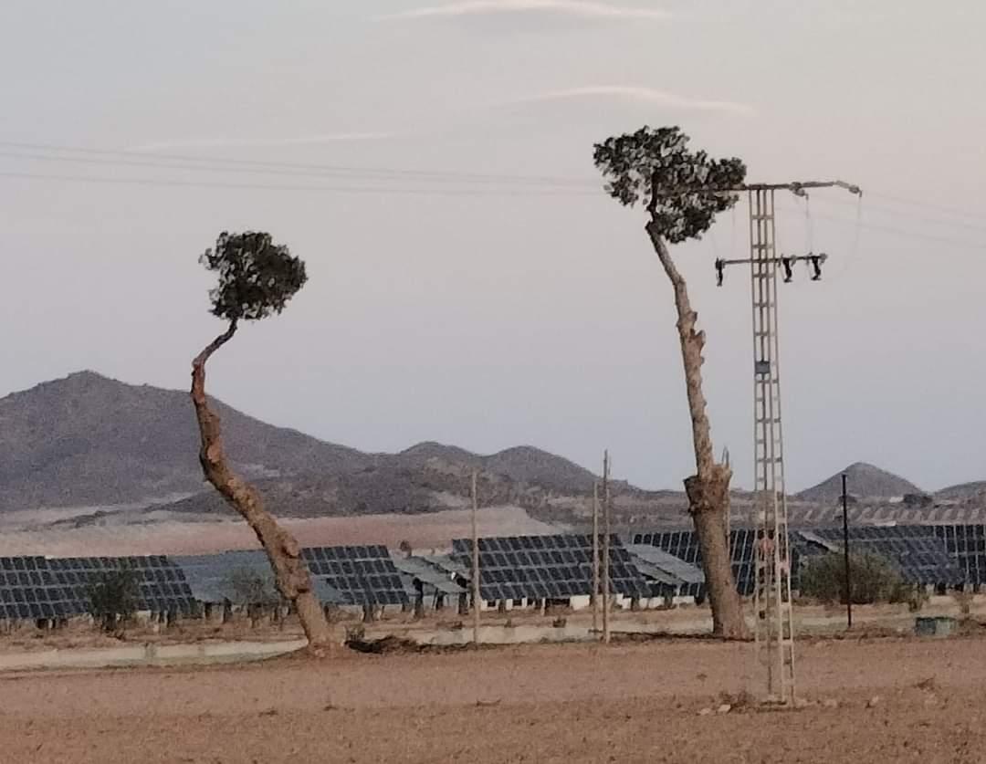 arboles_magicos's tweet image. Un desierto que avanza, un mar de placas con materiales venidos de miles de km de distancia y dos arboles mutilados. Algunos lo llaman #revolucionverde yo lo llamo suicidio ecológico y social.
📸 Jacinto Condesa Castillo
📌 Fuente Álamo, Murcia.