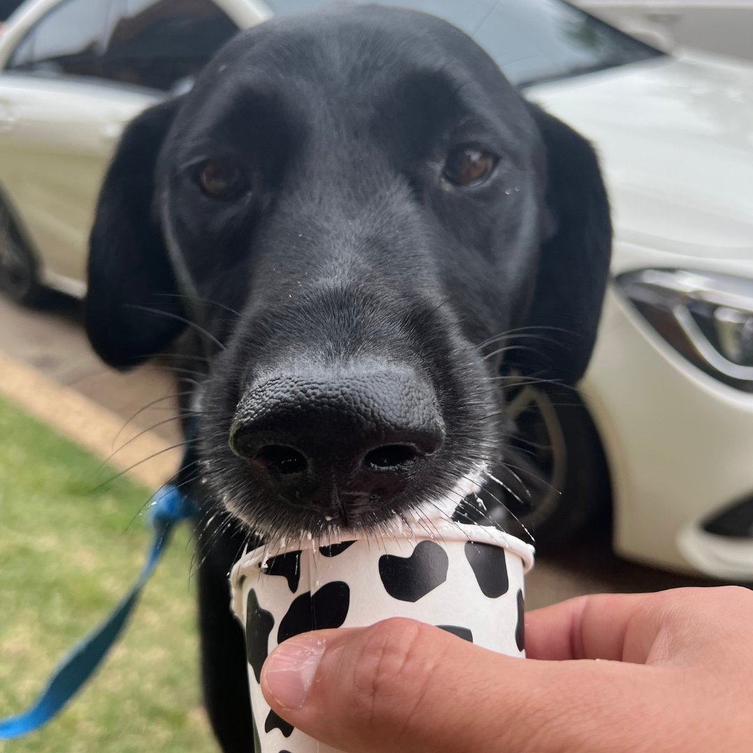 Loki knows that the pup cup is the best.

#gelato #icecream #dessert #gelateria #foodporn #instafood #gelatoitaliano #foodie #icecreamlover #sweet #yummy #delicious #love #italy #gelatolovers