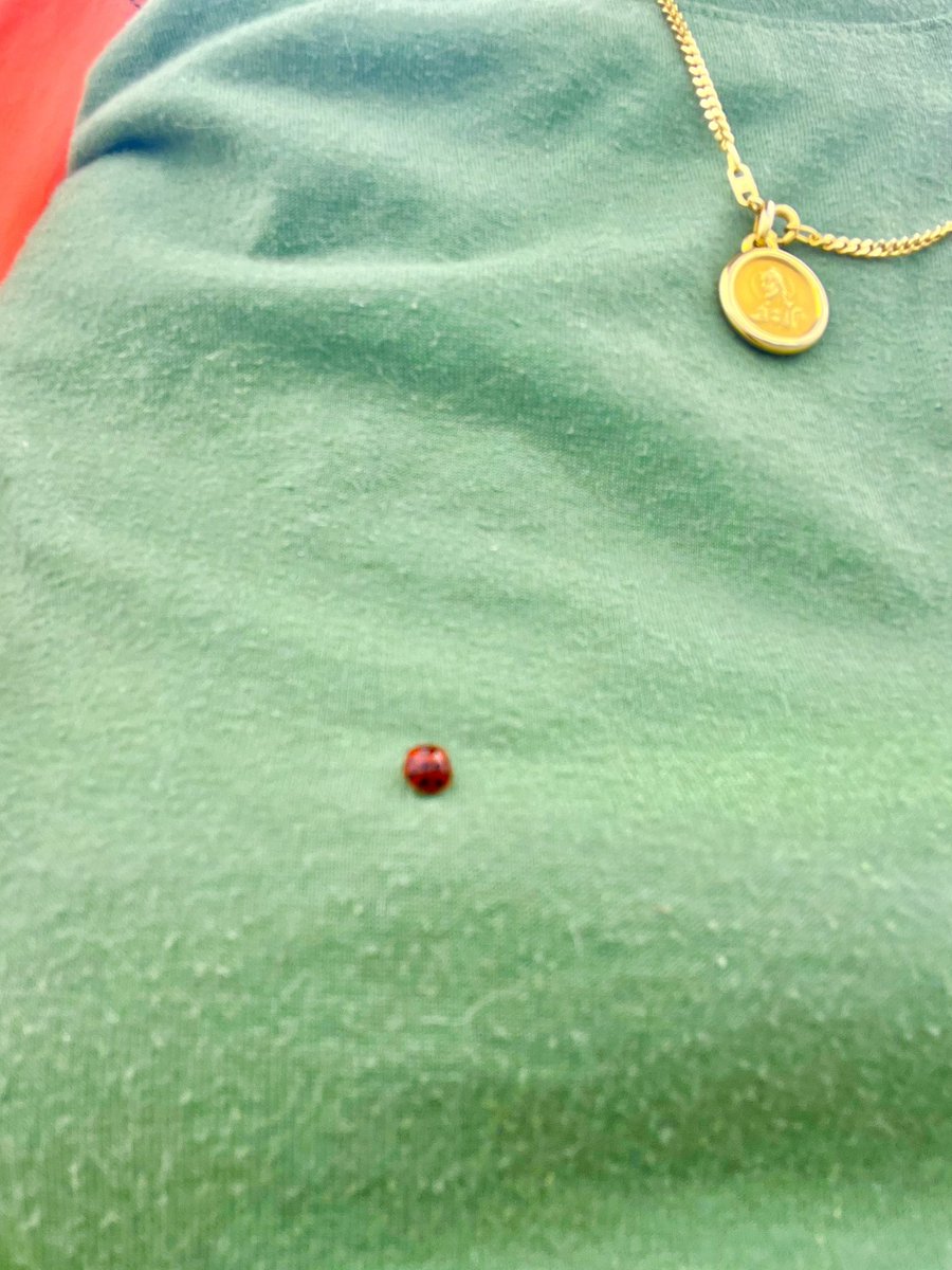 forpoochessake's tweet image. #horseshoe , #fourleafclover , #rabbitsfoot — and I get a #ladybug on my #shirt . #feelinglucky