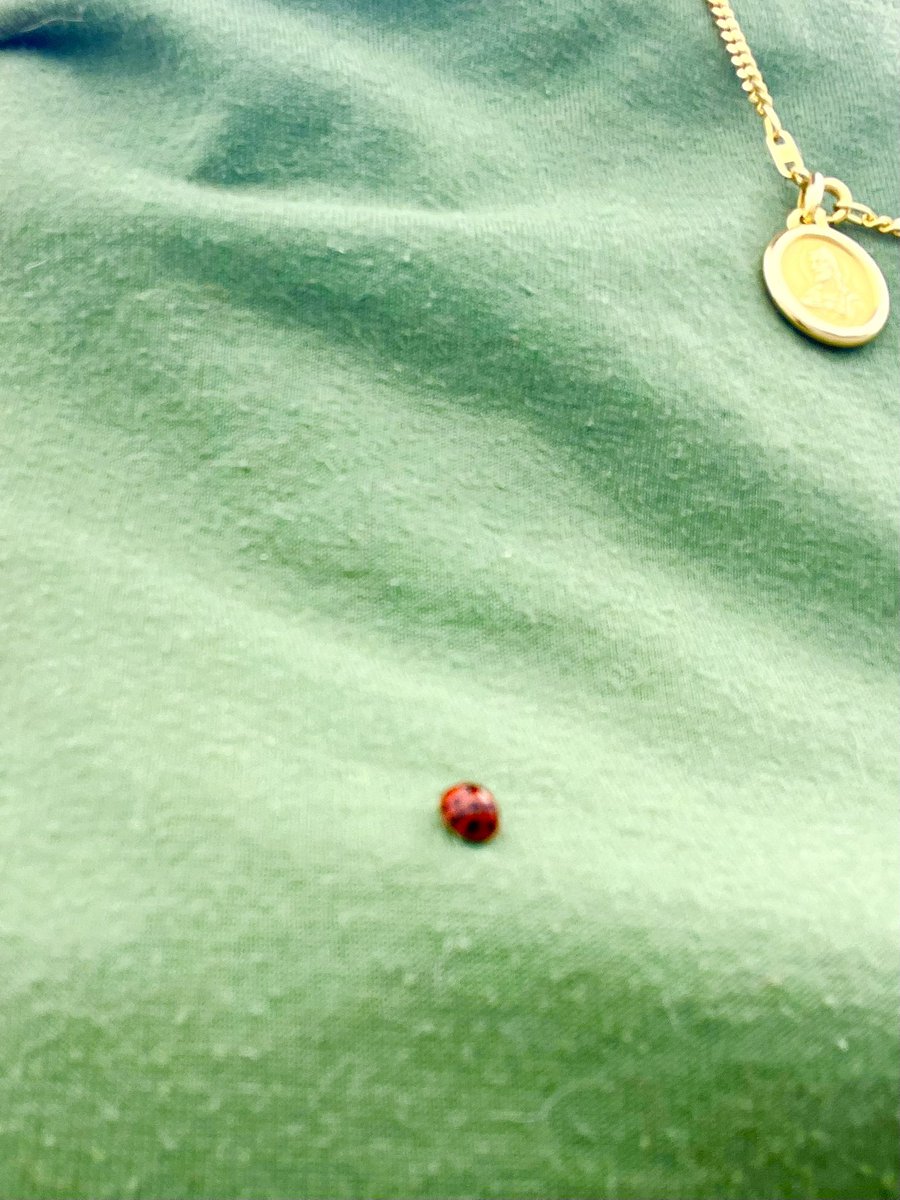 forpoochessake's tweet image. #horseshoe , #fourleafclover , #rabbitsfoot — and I get a #ladybug on my #shirt . #feelinglucky