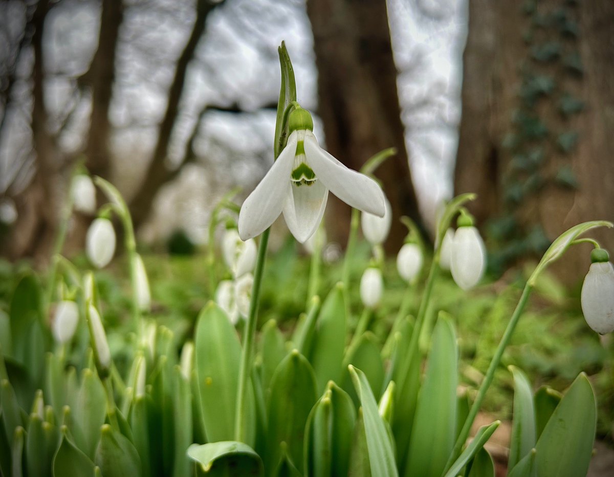 StRichardsHosp's tweet photo. The arrival of snowdrops – our St Richard's emblem – in the hospice gardens is always a special time of year #WorcestershireHour

Our first flowers of 2024 are now in bloom, in our 40th year caring for patients and their loved ones 🤍 https://t.co/elEq0ljWEk