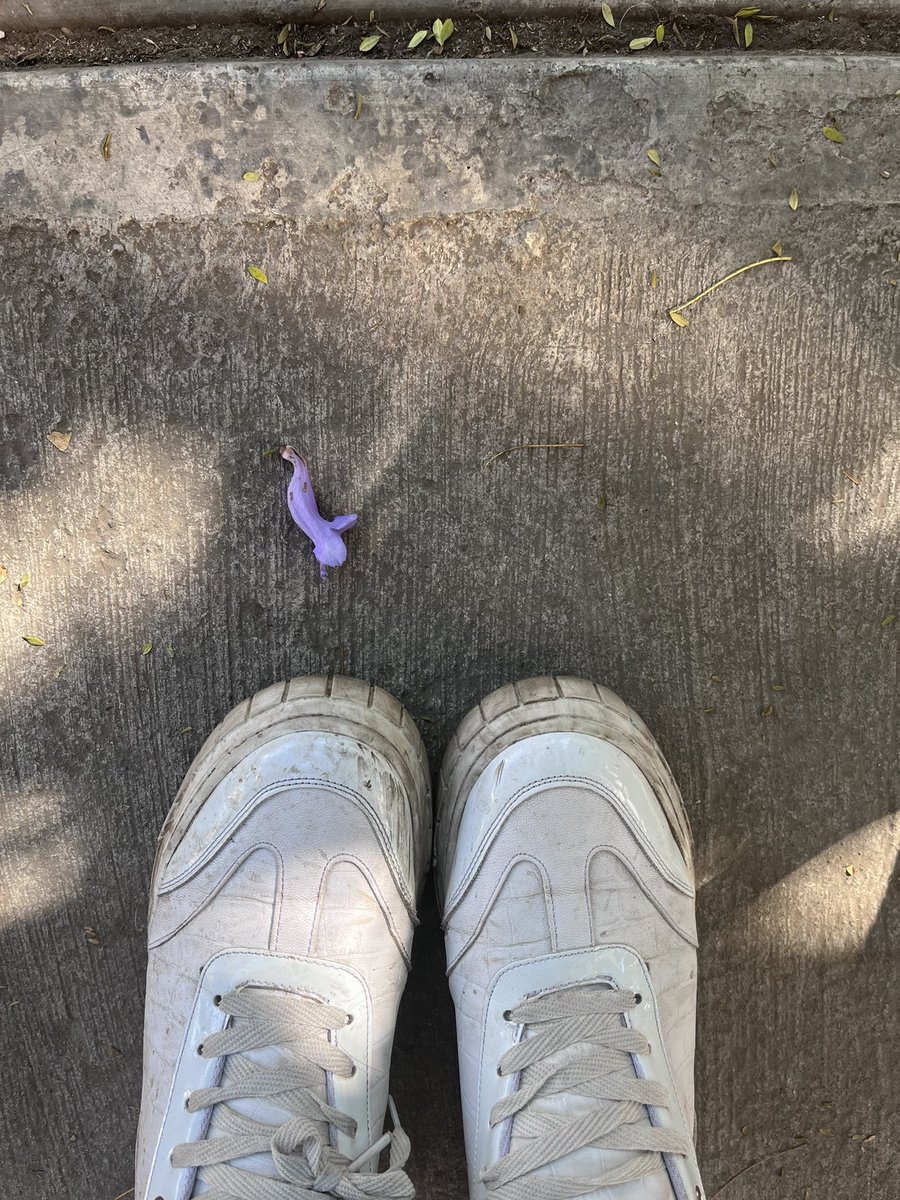 Les_IJU's tweet image. Ya están apareciendo las primeras jacarandas del año. ✨💜