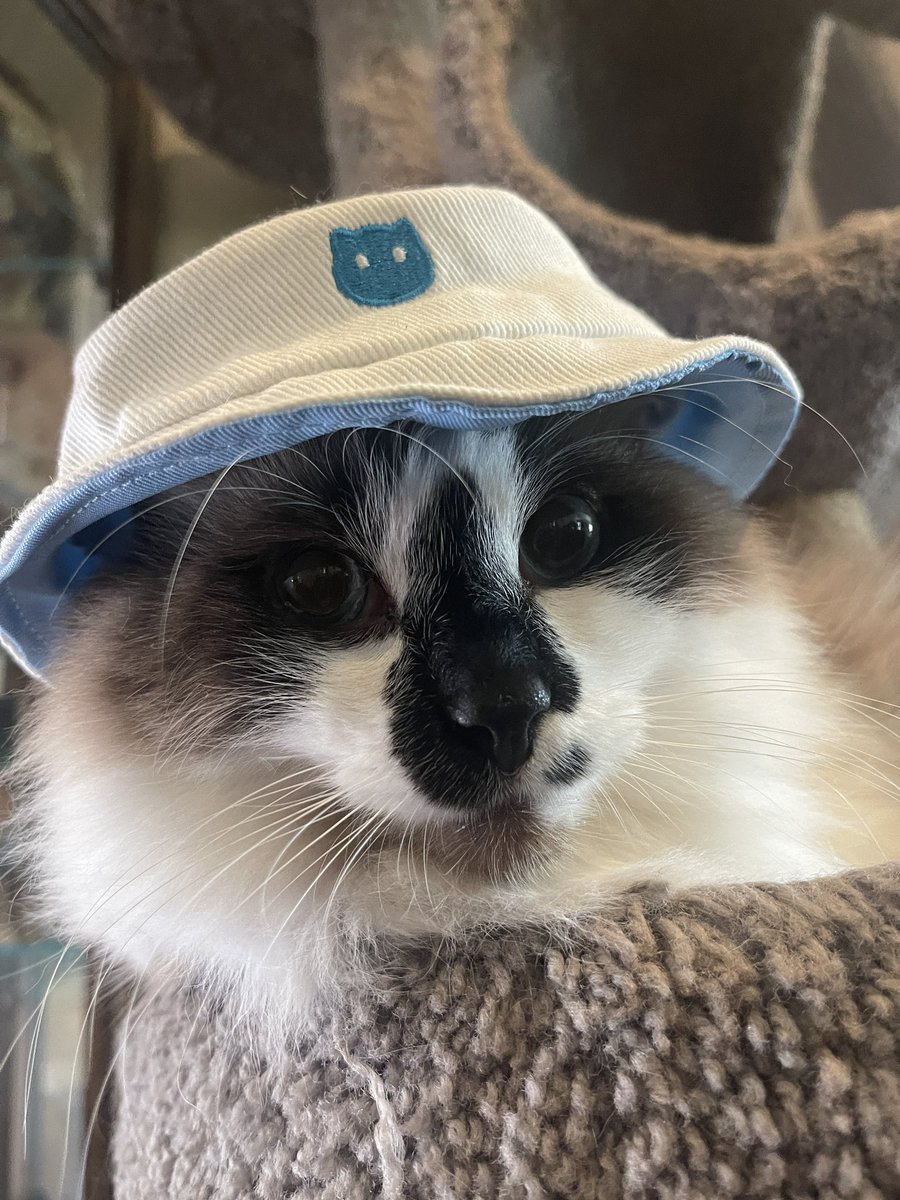 #PostAFavPic4VioletJan24 
Day 15: hat
Lookin stylish in my bucket hat for #NationalHatDay! 🧢😎
#CatsOfTwitter #Cats #CatsOfX #CatsAreFamily #KittyLoafMonday