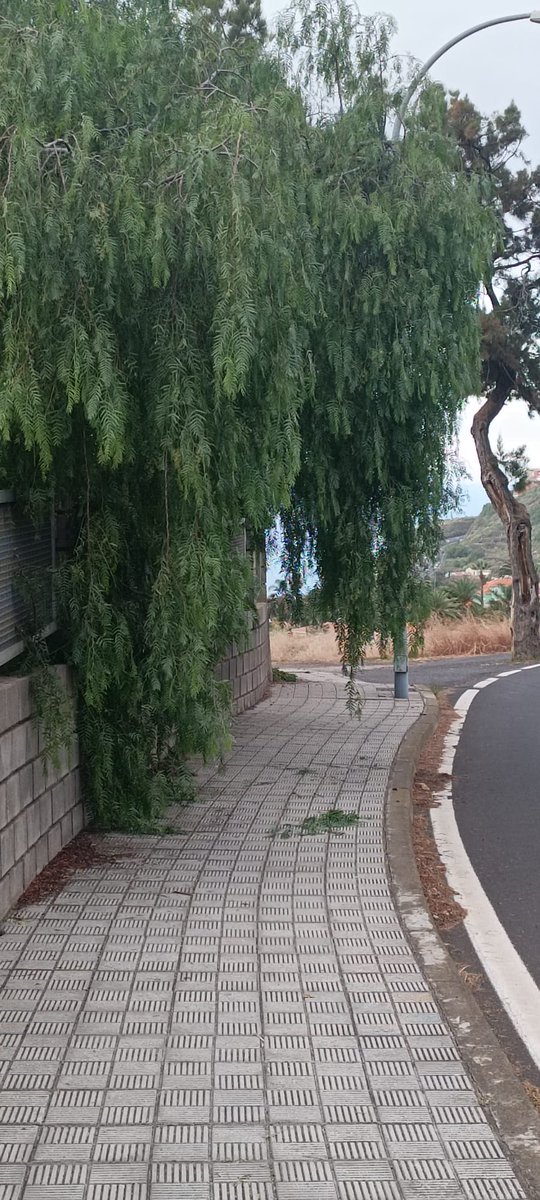 PVHumboldt's tweet photo. Cero mantenimiento de las pocas aceras que existen; no se podan los árboles y tienes que caminar por la carretera, poniendo en riesgo tu integridad; así con todo. 
El Ayuntamiento de @LaOrotava tiene abandonado nuestro barrio. https://t.co/ZEzqLB56yC