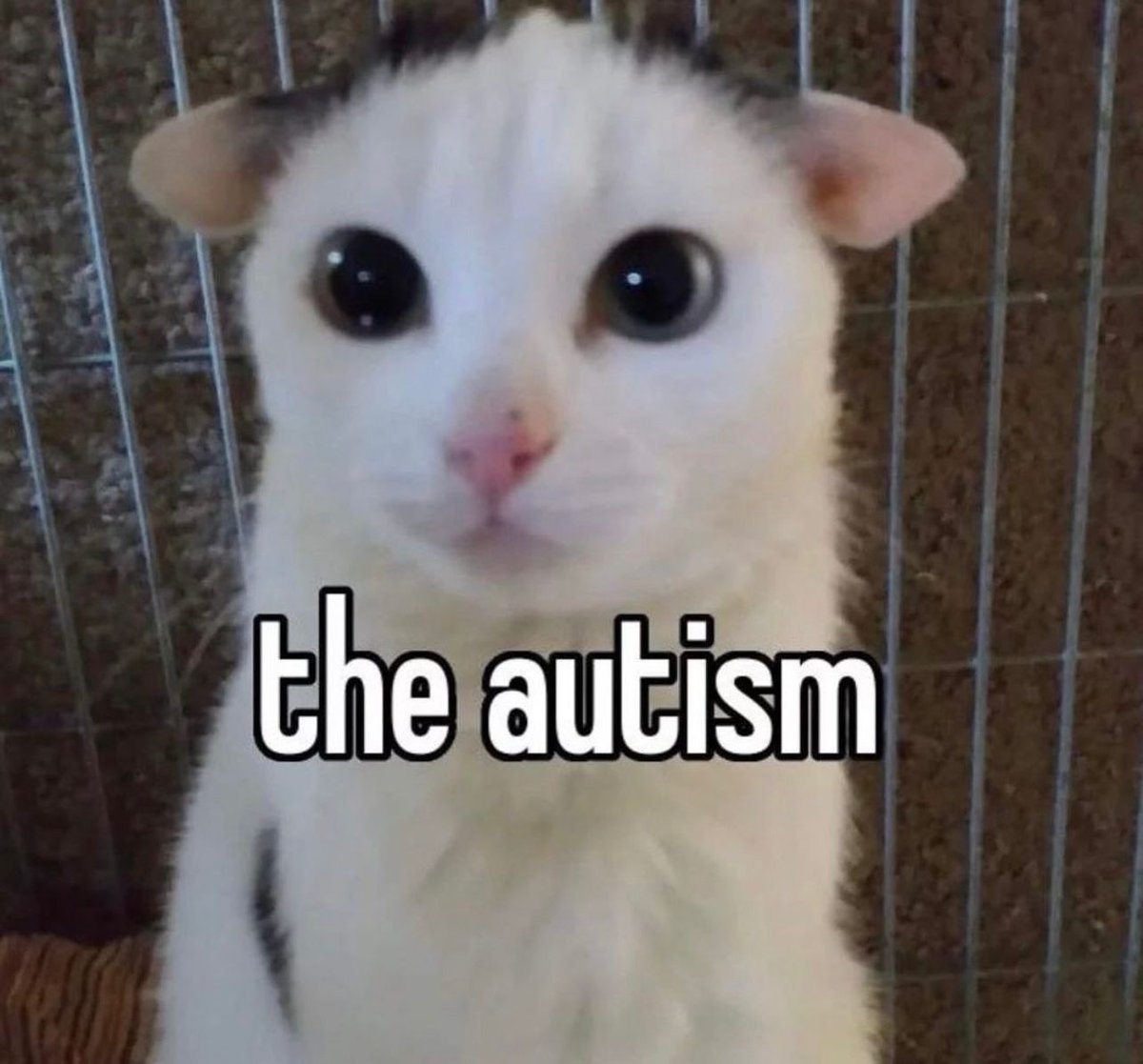 PostsOfCats's tweet photo. https://t.co/PyJSKRjFo3