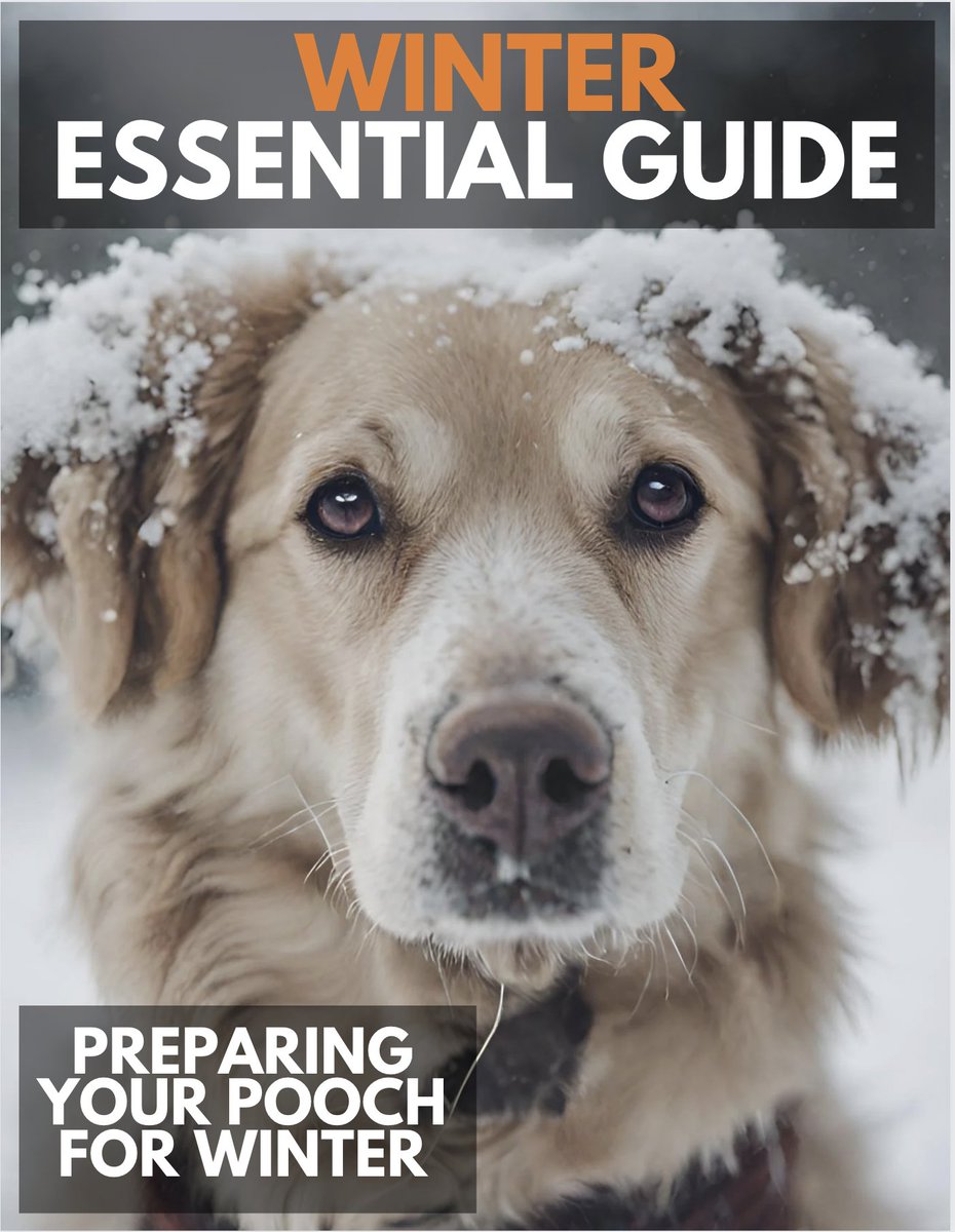 10 tips to help your pup during the cold winter. Just thought I would share this for any fellow dog lovers out there! magazine.hunterdondogs.com/winterguide/