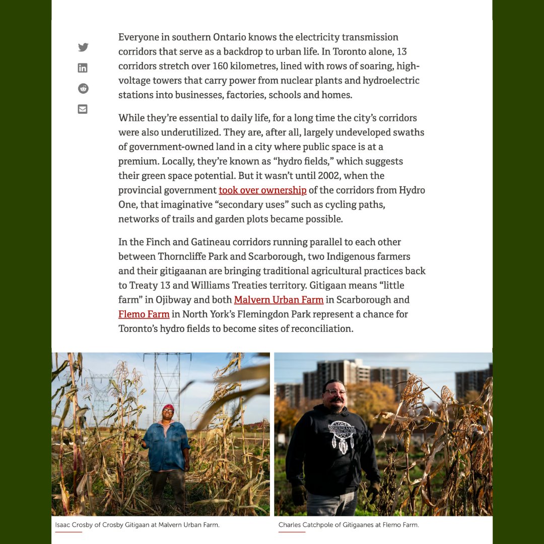 FoodShareTO's tweet photo. Strengthening Indigenous food sovereignty and acting as sites of knowledge building and sharing, Crosby Gitigaan and @gitigaanes are flourishing examples of urban agriculture in the city’s underused hydro corridors.

Read the full story at https://t.co/NfMxVyyEap https://t.co/HJDIjRam75