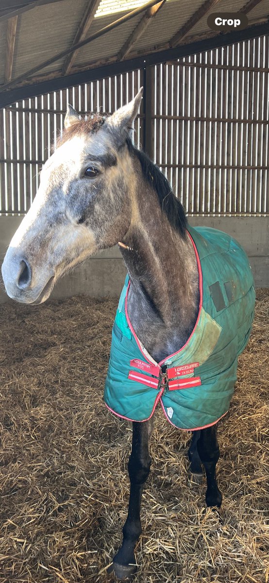 Burrow Seven 💙 enjoying his new life as an Equine Welfare and Therapy horse. @NewBHorses @thegoodracingco