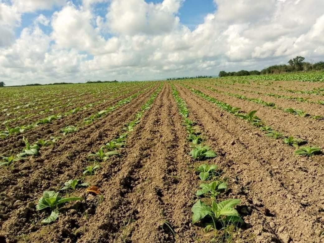 GTabacuba's tweet photo. 👉Plantaciones de tabaco en todas las etapas de desarrollo del cultivo, con un alto nivel de supervivencia, sanas y vigorosas, pueblan las áreas del #ProyectoVirginia en #SanLuis.
@abtsanluis https://t.co/qrEWIa4YEE