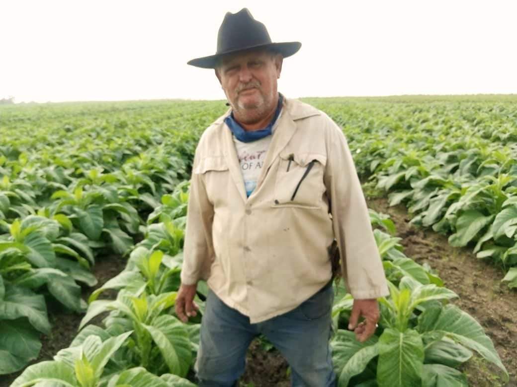 GTabacuba's tweet photo. 👉Plantaciones de tabaco en todas las etapas de desarrollo del cultivo, con un alto nivel de supervivencia, sanas y vigorosas, pueblan las áreas del #ProyectoVirginia en #SanLuis.
@abtsanluis https://t.co/qrEWIa4YEE