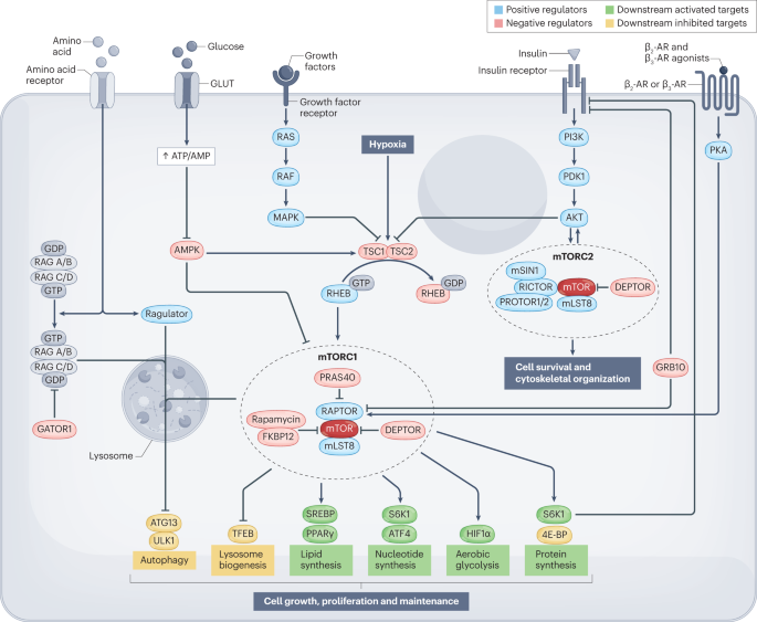 Nature Reviews Endocrinology tweet media