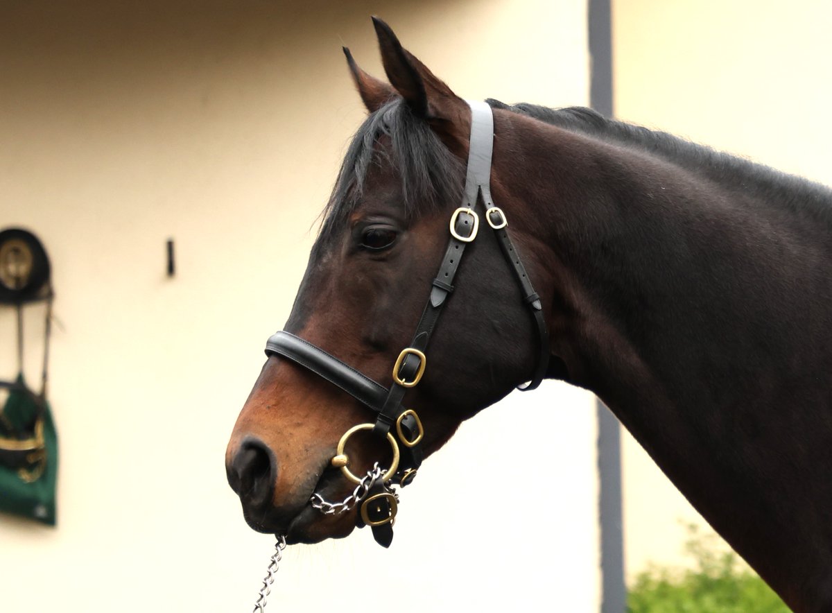 Ten Sovereigns, who has made a great start at stud
#IrishStallionTrail