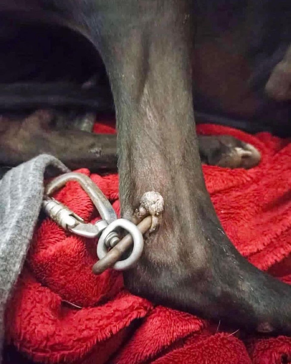 LaureGisie's tweet photo. Mon sujet de thèse porte sur les chiens de chasse en 🇪🇸.
En 4 ans, j’ai dû étudier de nombreux cas, toujours plus cruels les uns que les autres (chiens pendus, démembrés, étouffés, jetés vivants dans des puits), mais c'est la première fois que je vois cela. 💔

📸@plataformanac https://t.co/ybcbWkAczY