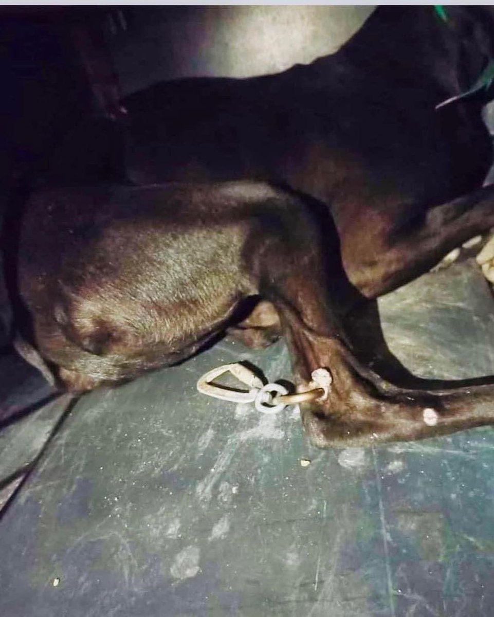 LaureGisie's tweet photo. Mon sujet de thèse porte sur les chiens de chasse en 🇪🇸.
En 4 ans, j’ai dû étudier de nombreux cas, toujours plus cruels les uns que les autres (chiens pendus, démembrés, étouffés, jetés vivants dans des puits), mais c'est la première fois que je vois cela. 💔

📸@plataformanac https://t.co/ybcbWkAczY