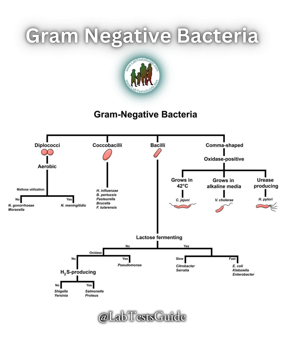 labtestsguide's tweet photo. Gram Positive and Gram Negative Bacteria #labtestsguide #labtechnologist #microbiology📷 https://t.co/aTLRxNdDoV