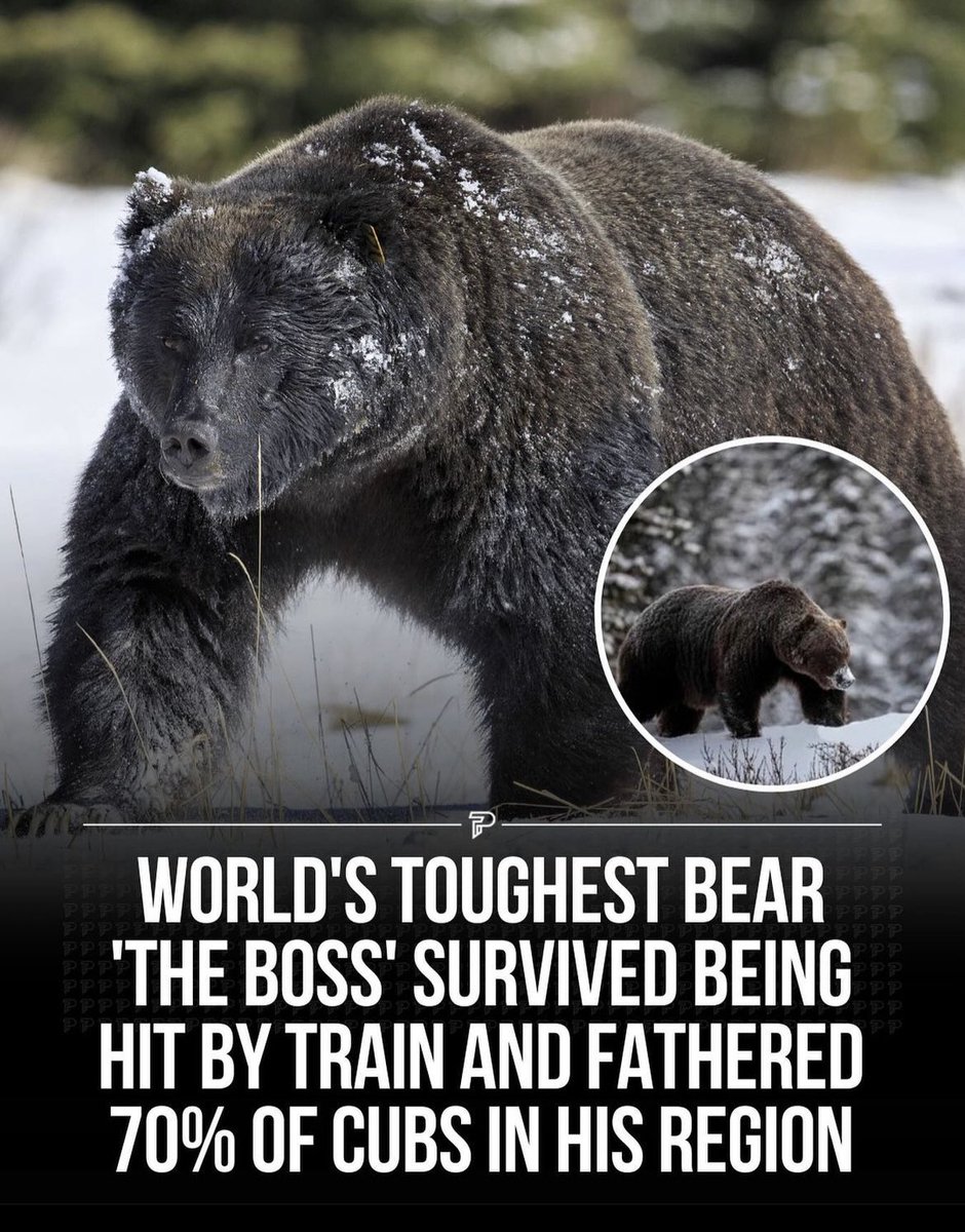 lemonprograms's tweet photo. All you have to do is survive the Bear.

The Bear: https://t.co/KdH6XUghYt
