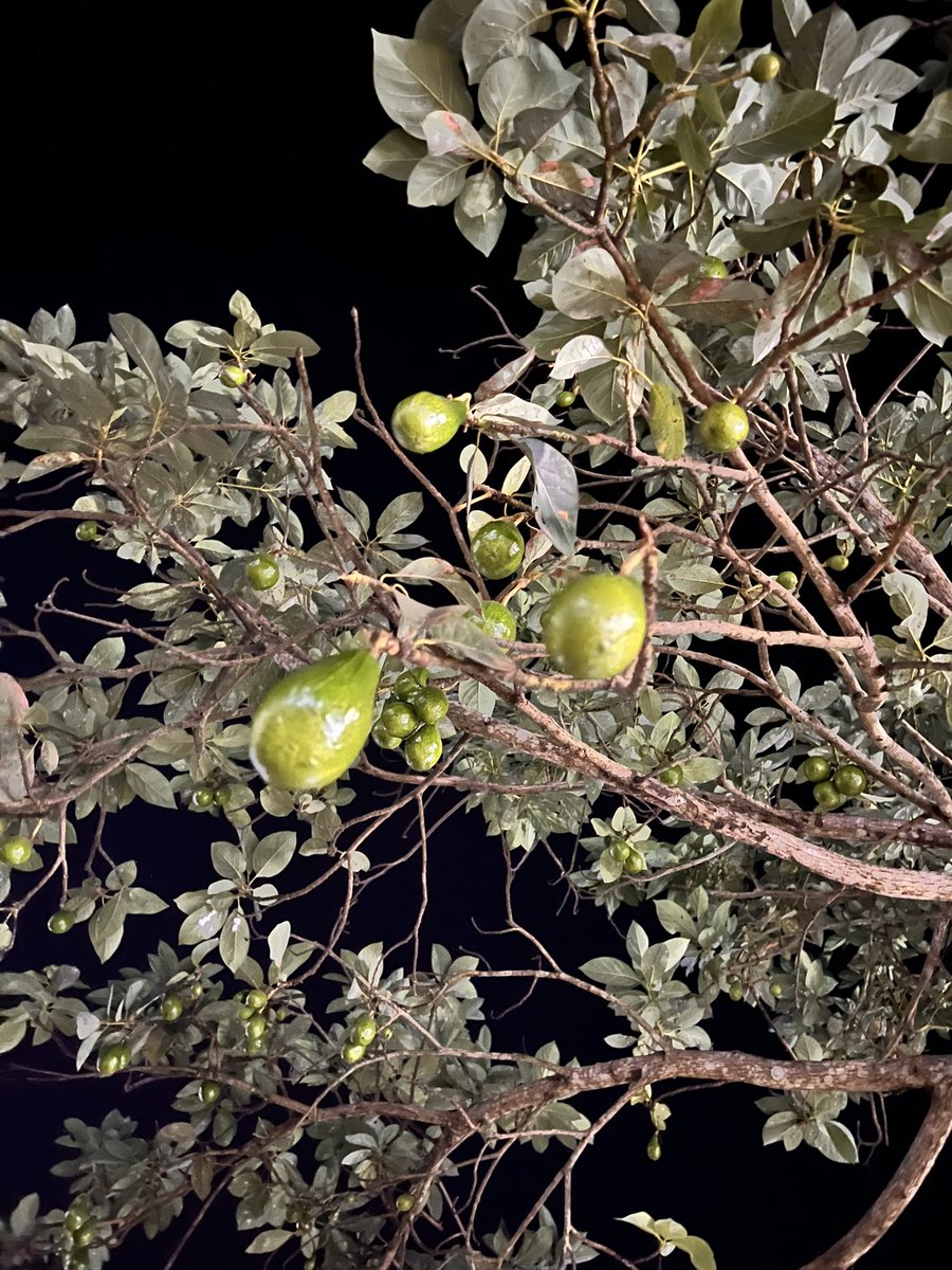 Nights under the avocado tree! If only you knew how much we pay for one ube oyibo in Switzerland, you would know that money does not grow on trees in Switzerland, but actually in Ala Igbo! So if you see me cherishing my avocado seedlings like akwa ugo - don’t question why 😂