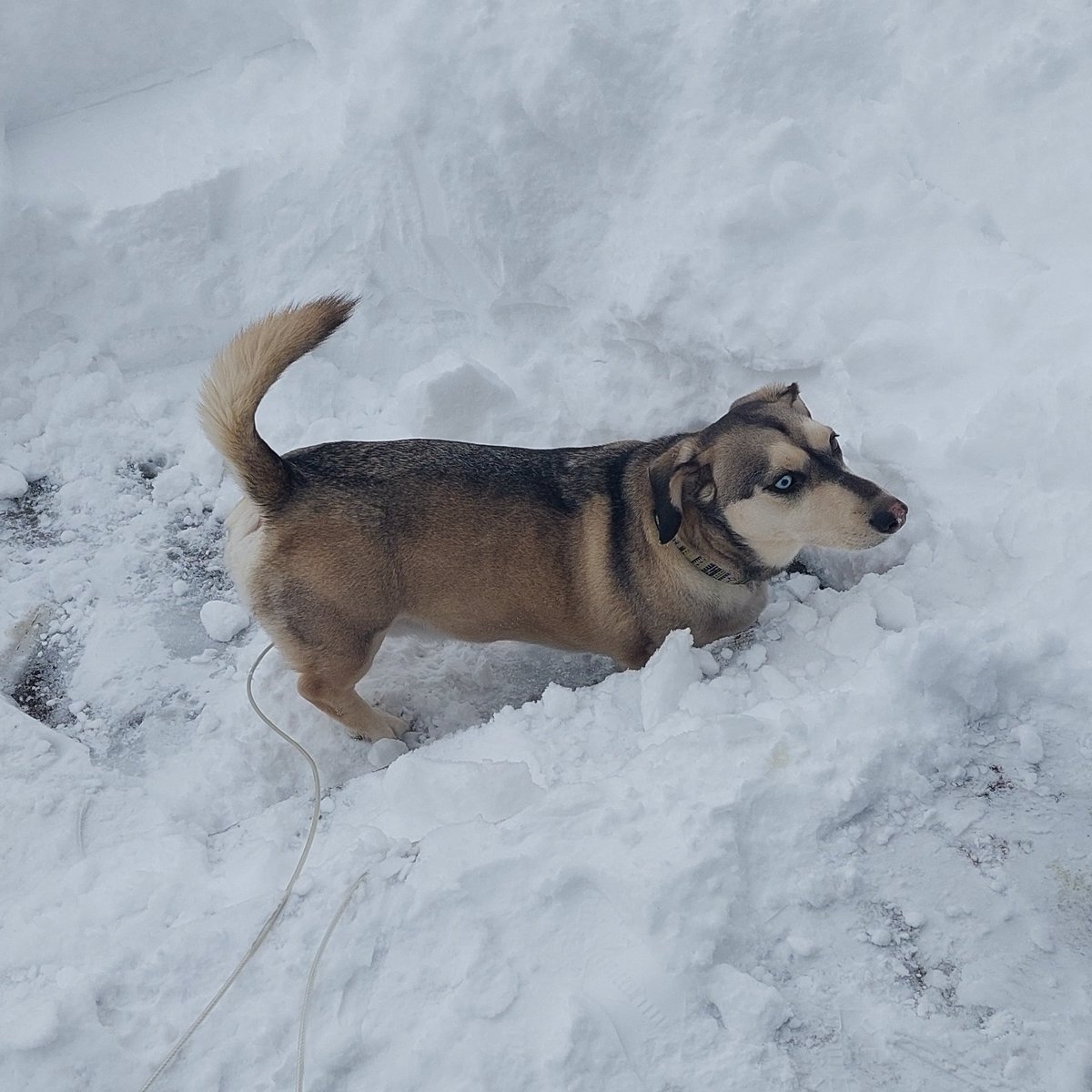 She dug me out a spot so I can go farther than the step. That's all I get on this game day! Go Bills! Time to get ready with bones for TD's. 🦴🏈
#GoBills #BillsMafia
