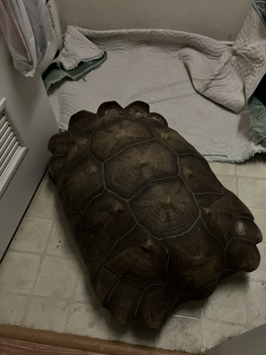 lauren🦩 tweet media