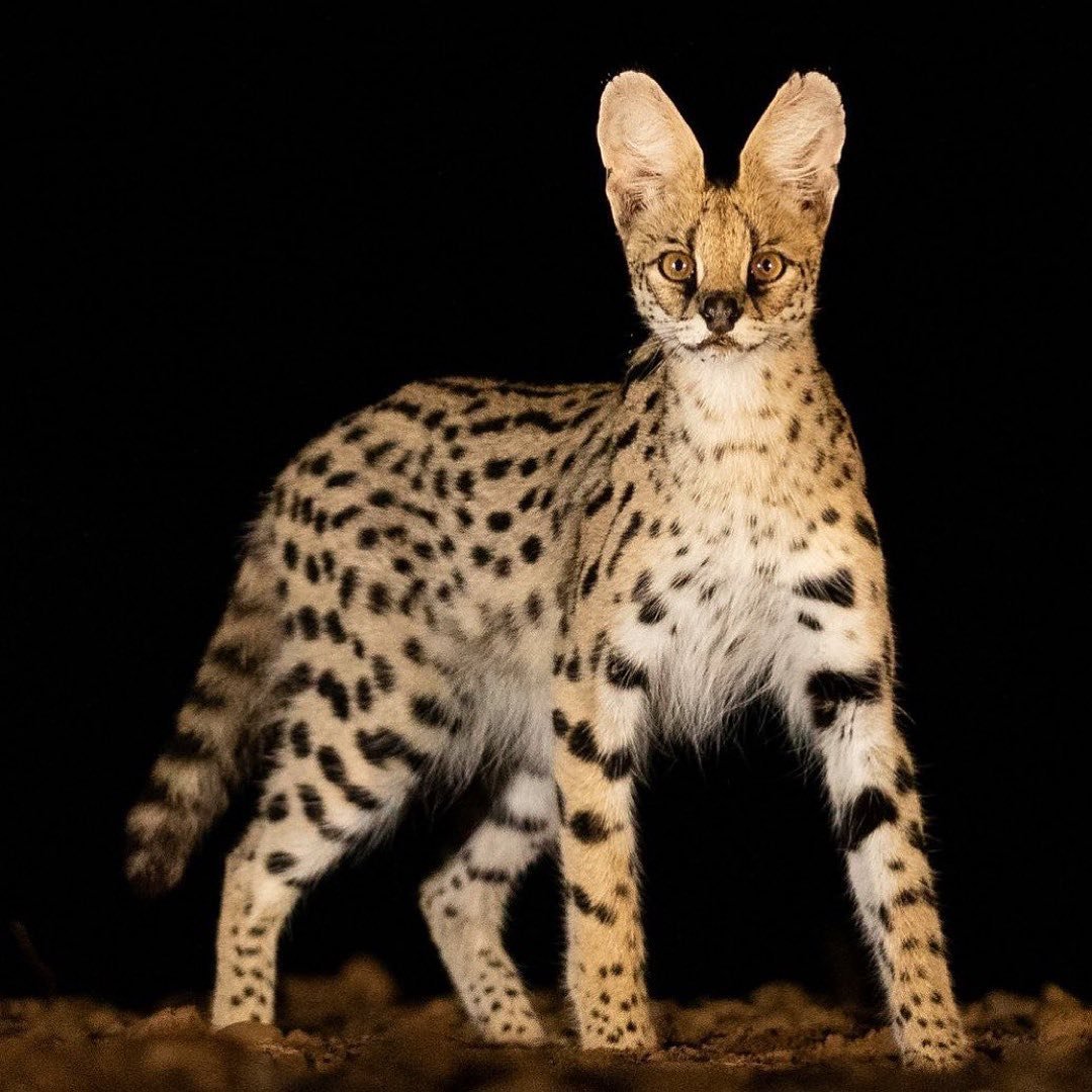 edwereddie's tweet photo. "I am all ears"
A Gorgeous #Serval strikes a Pose for #wildographer @jacobbaharphotography at
#Zimanga Game Reserve in #SouthAfrica
Gear:
#canon eos 5d mark IV, canon 70-200, 100mm, 1/160, iso 3200, f/2.8 https://t.co/4c0RTm1iSD