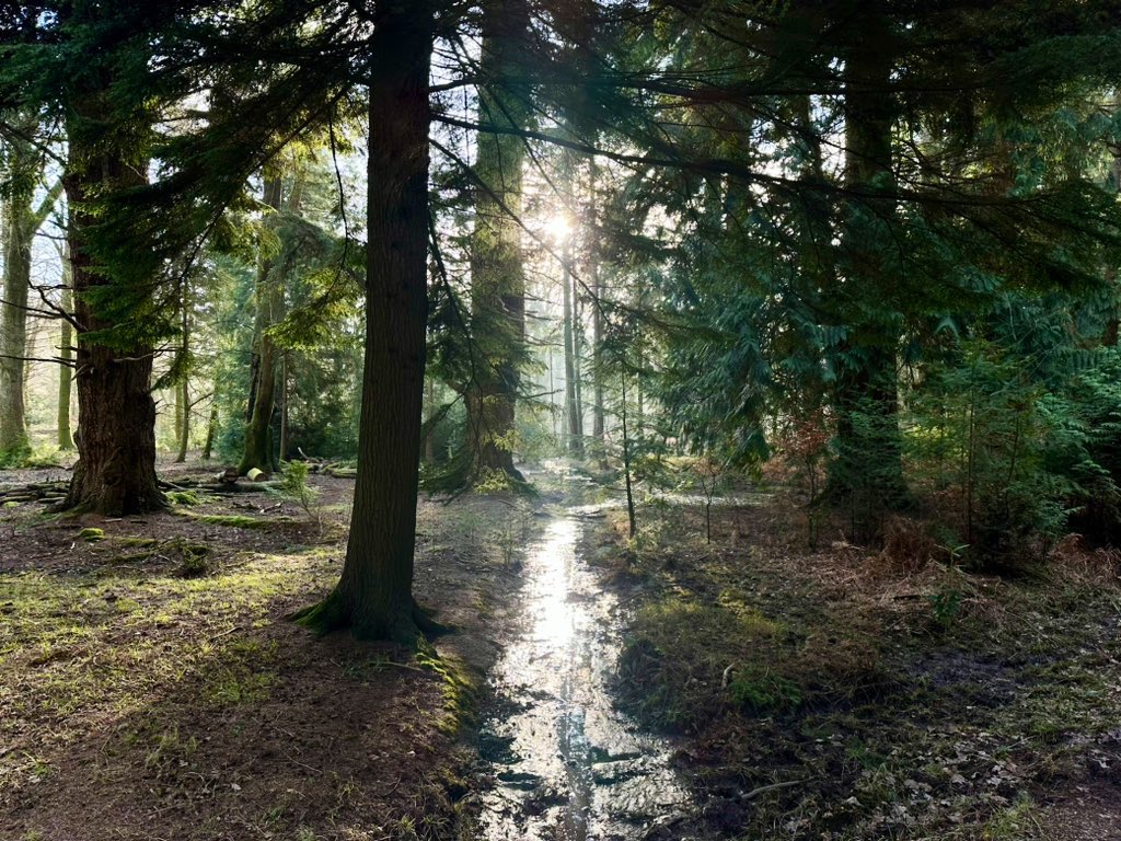 JenWalkingUK's tweet photo. @RamblersGB We had a serene moment in the New Forest on Sunday while watching the low winter’s light glisten on a stream which was bubbling over rocks and branches 🥰 https://t.co/z0CRFiQBU2