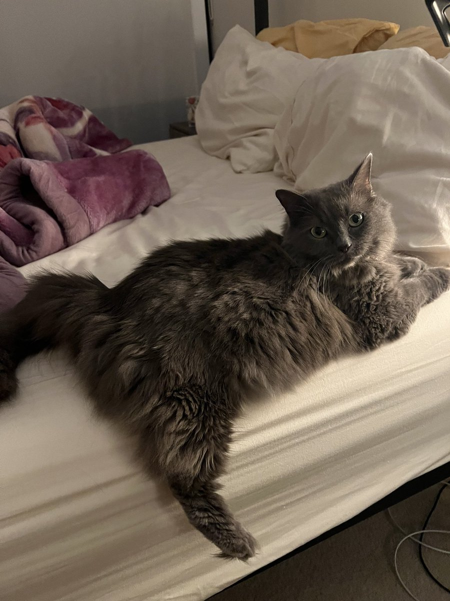 Tina 😾 tweet media