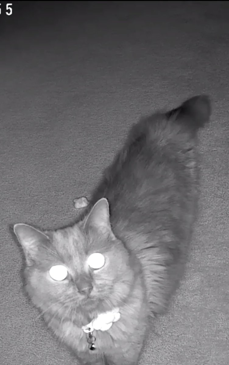 Tina 😾 tweet media